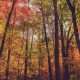 Colored Trees